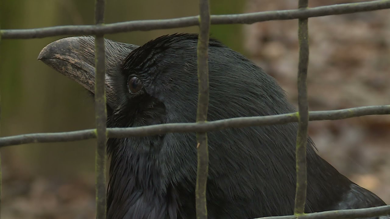 Új otthont kapnak a Budakeszi Vadaspark madarai