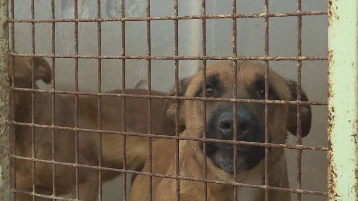 A felelős állattartás oktatása - Budai Híradó 2021. április 22.