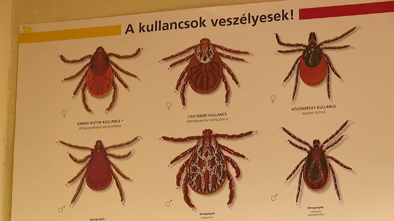 Egyre több a vérszívó az erdőkben, parkokban, kertekben - Budai Híradó 2021. április 20.