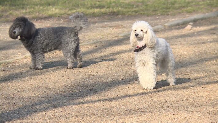 Kutyatartóknak indít online képzést a NÉBIH