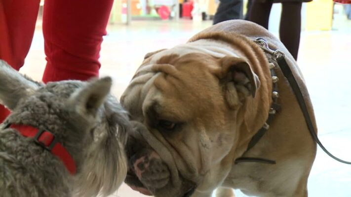 Nemcsak az emberekre, de a házi kedvencekre is veszélyesek a kullancsok