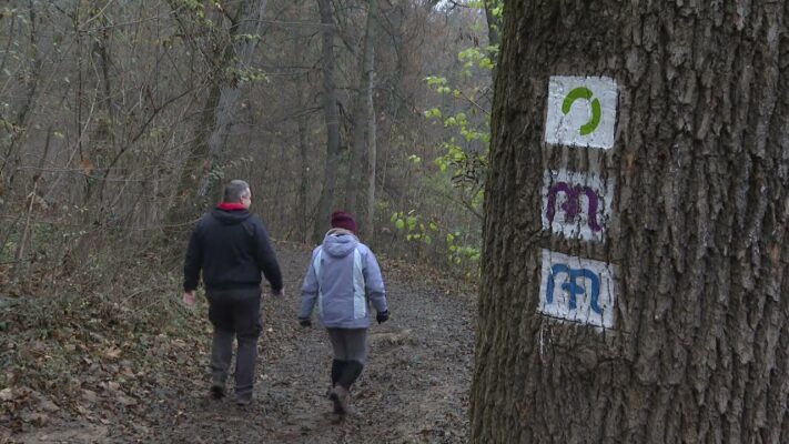 Népszerű a Normafa - A természet védelmére is felhívják a kirándulók figyelmét
