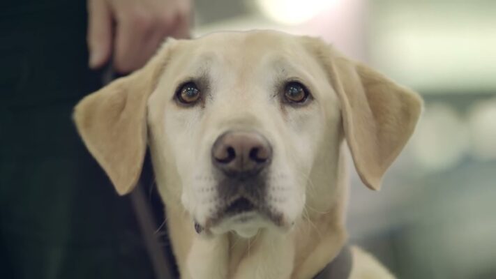 A kutyák is képesek a covidos betegek kiszűrésére