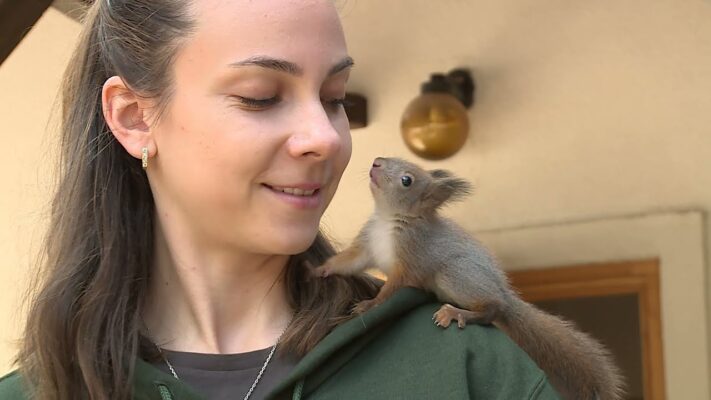 Árván maradt mókusokat mentettek meg a Budakeszi Vadaspark szakemberei