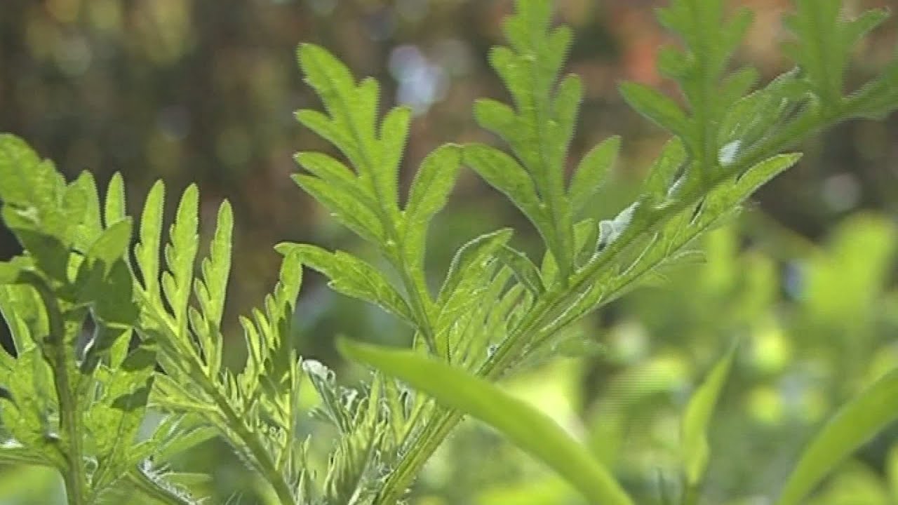 Pollenallergia - Akár súlyos légúti problémákat is okozhat
