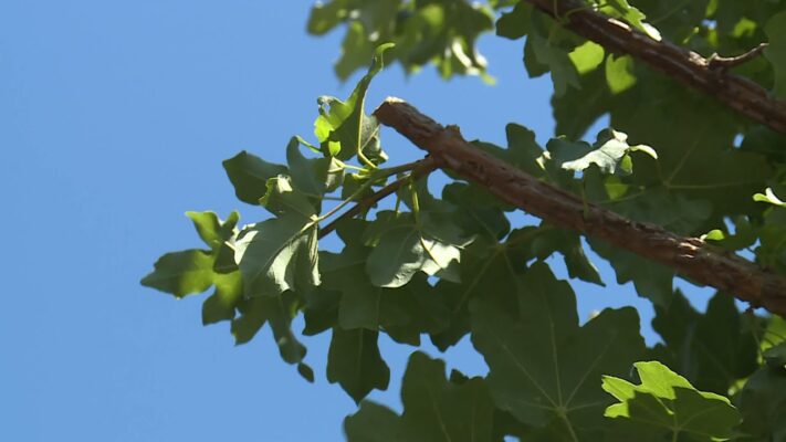 Faültetés a Normafánál - latin-amerikai nagykövetekkel ültettek a hegyvidéki vezetők
