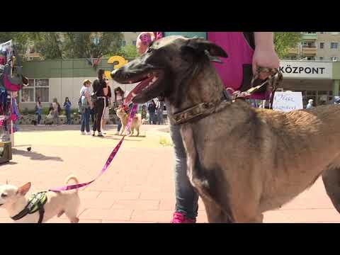 A szemkontaktus a kommunikáció, a kötődés egyik legfontosabb eleme az az állatoknál is