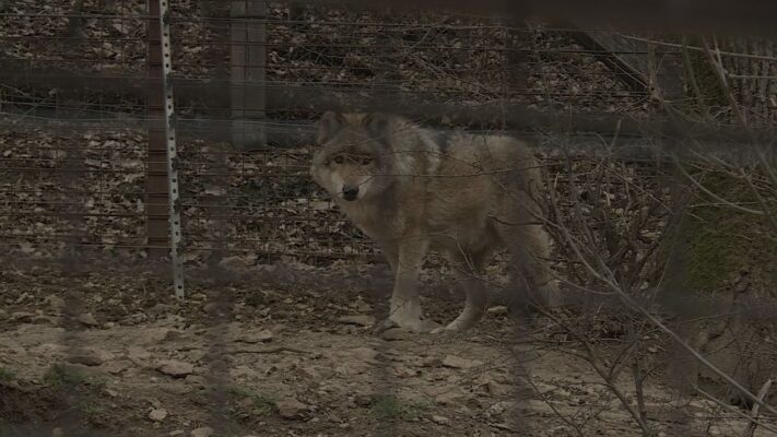 Alkonyati szakvezetéssel várják a kalandvágyókat a Budakeszi Vadasparkban