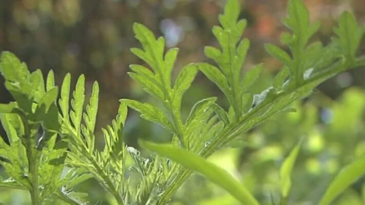 Hamarosan indul a parlagfűszezon, az allergiásoknak már most érdemes felkészülniük