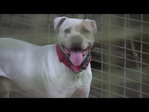 Nemzeti Állatvédelmi Tanács - gazdijogsi.hu és egyéb programok az állatvédelem jegyében