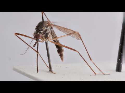 Új, veszélyes betegségeket terjesztő szúnyogfajok jelentek meg Magyarországon