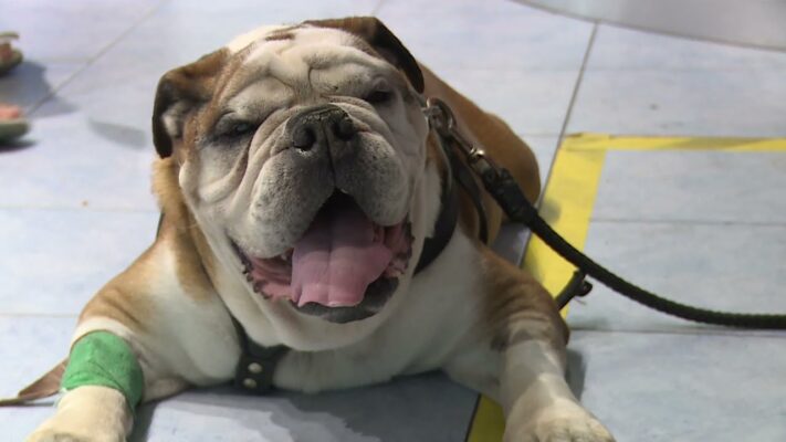 Védelem - A nyári forróság a házi kedvenceket is veszélyezteti