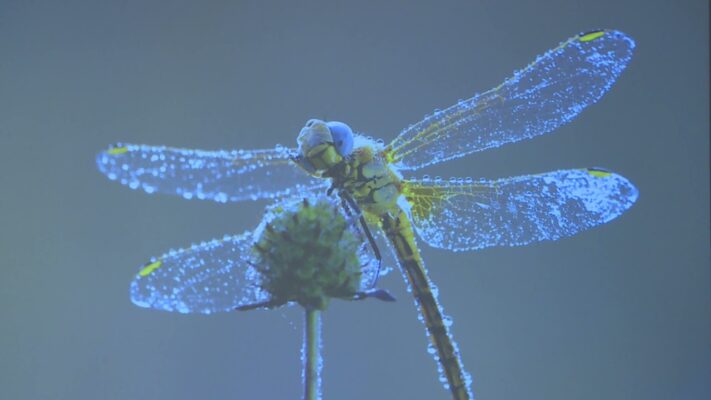 Kommentár Nélkül - Hegyvidéki Szalonegyetem