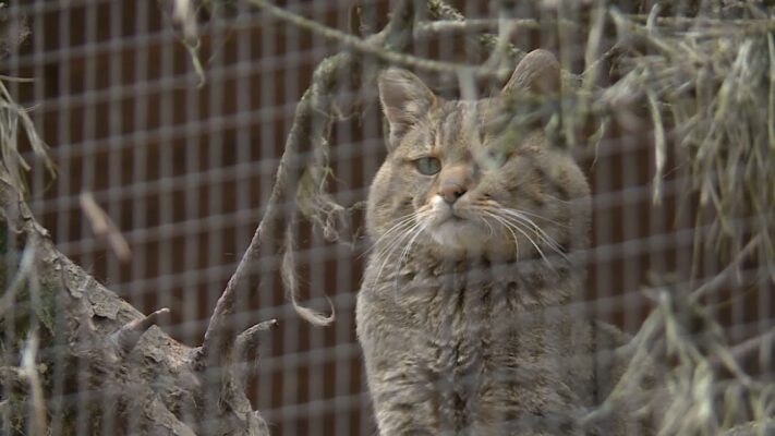 Különleges vadmacska mentő program indult a Pilisi Parkerdő területén