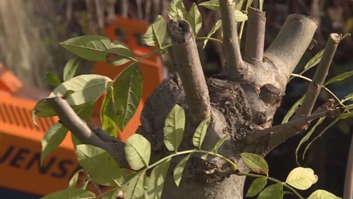 Folytatja szemléletformáló programjait a Hegyvidéki Zöld Iroda