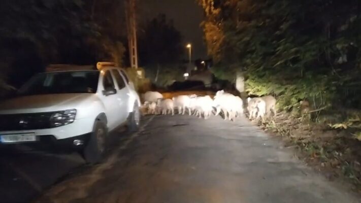 Vadbalesetek – az őszi esti és éjszakai utazások a legveszélyesebbek az erdei utakon