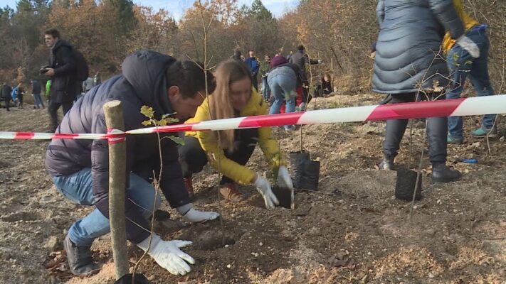 1200 facsemetét ültettek el a Szépvölgyi erdőben