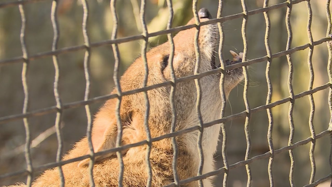 A hónap állata az aranysakál
