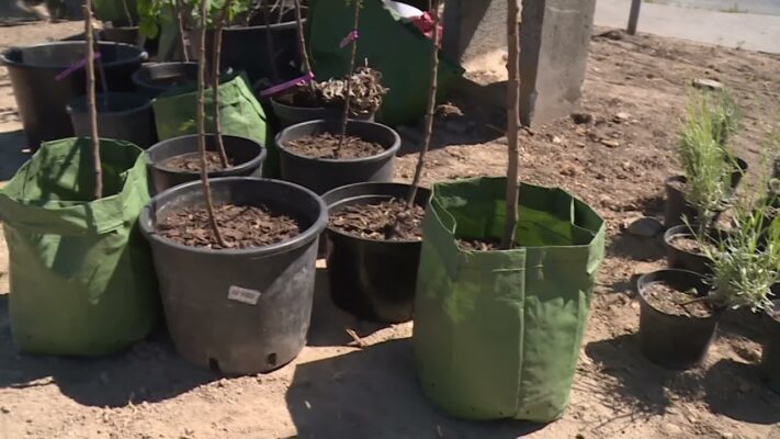 Gyümölcsfák telepítését támogatja a Hegyvidéki Önkormányzat