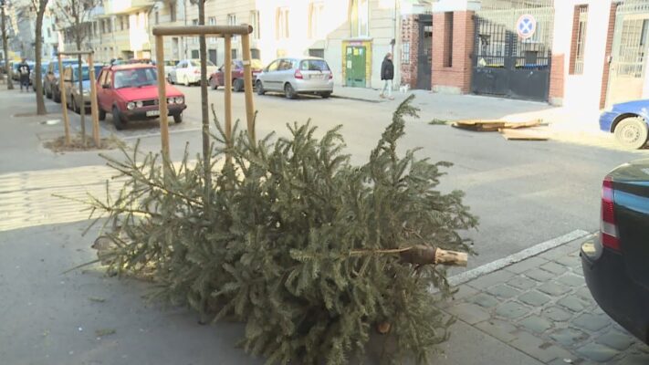 Elindult a karácsonyi fenyők begyűjtése