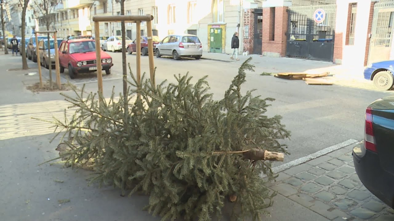Elindult a karácsonyi fenyők begyűjtése
