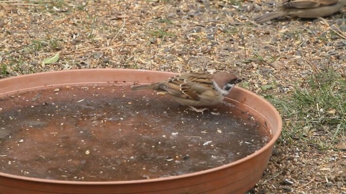 Madáretetés- Még nem késő elkezdeni