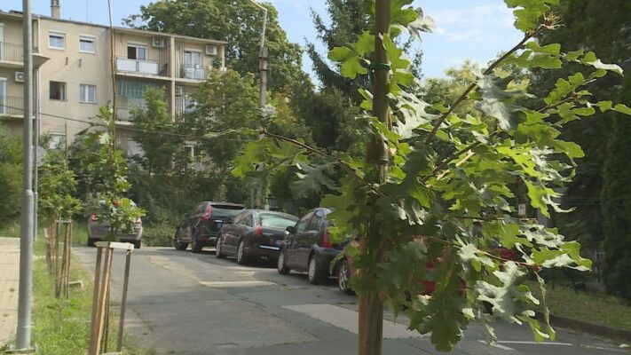 Zöld Hegyvidék - Folytatódnak a környezetszépítő és szemléletformáló programok