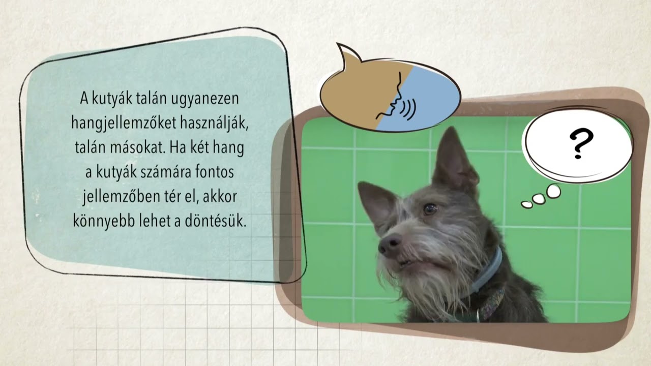A kutyák kizárólag a hangjuk alapján is felismerik a gazdájukat