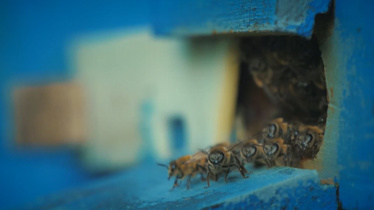 Vadőrző - Időjós állatok