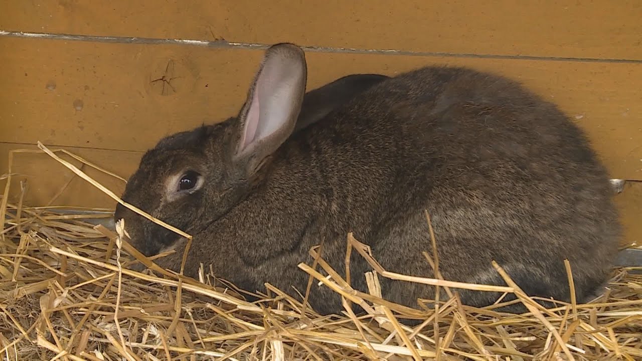 Állati kapcsolatok – felelősségteljes gazdik kerestetnek