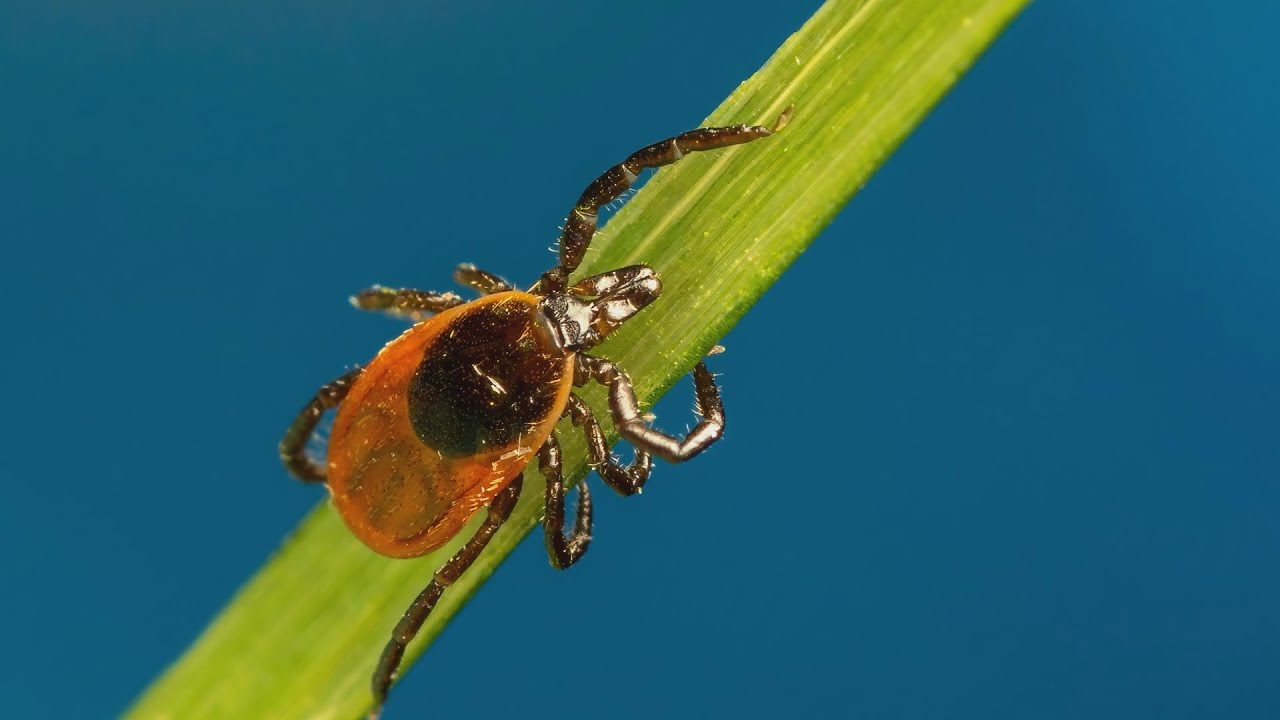 Budai Híradó 2022. április 27.