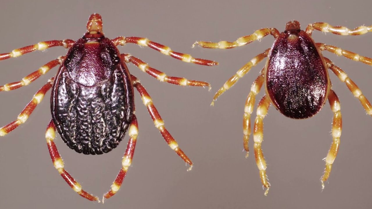 Új kullancsfajok jelenhetnek meg a hazai erdőkben és parkokban