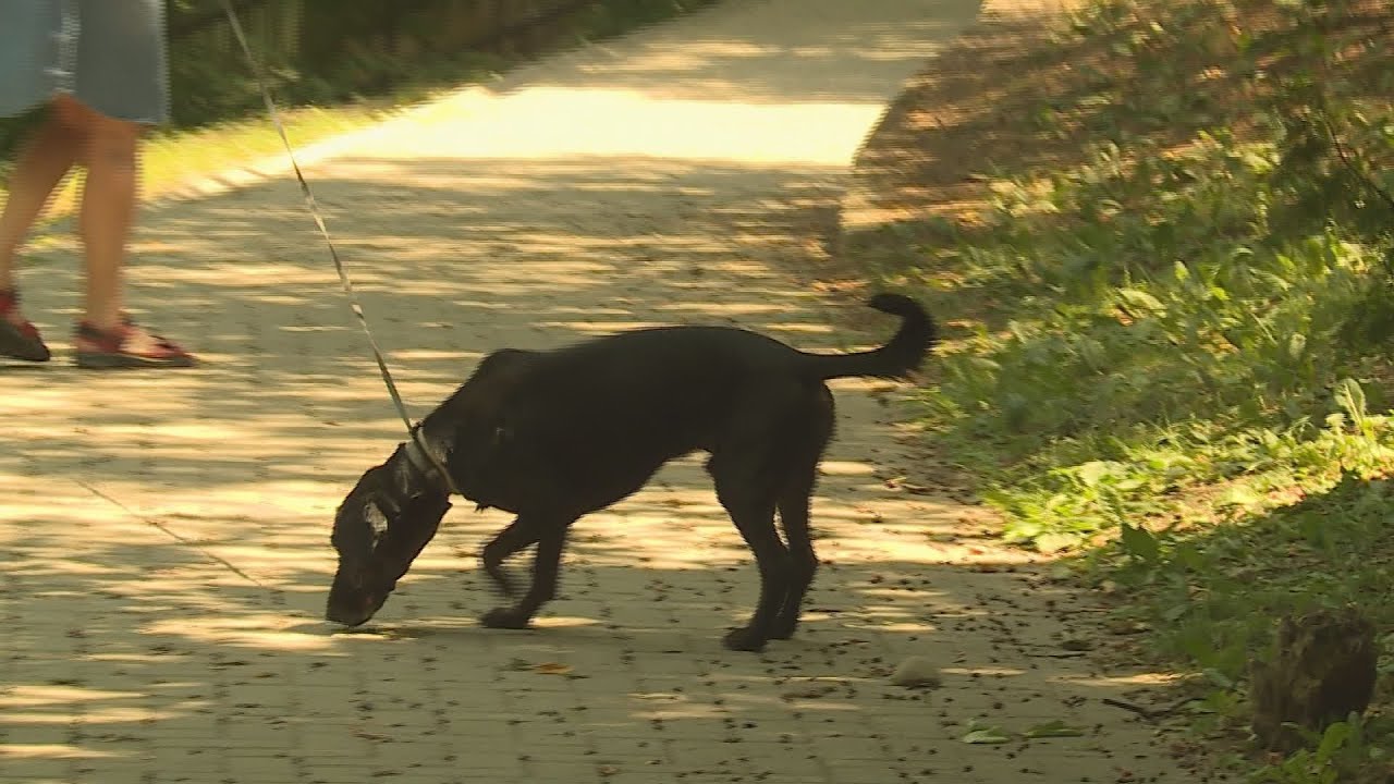 Kampány a kutyapiszok ellen