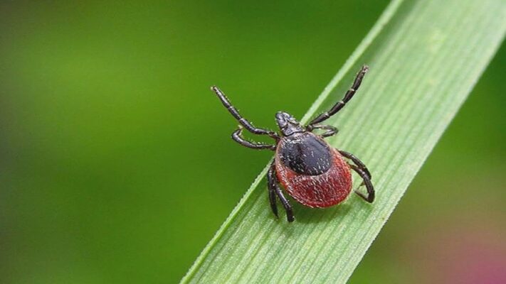Elindult a kullancs szezon, idén fokozottan kell figyelni a vérszívókra