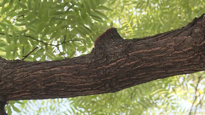 Eltávolítják az Alkotás utcai fákról a veszélyes ágakat és gallyakat