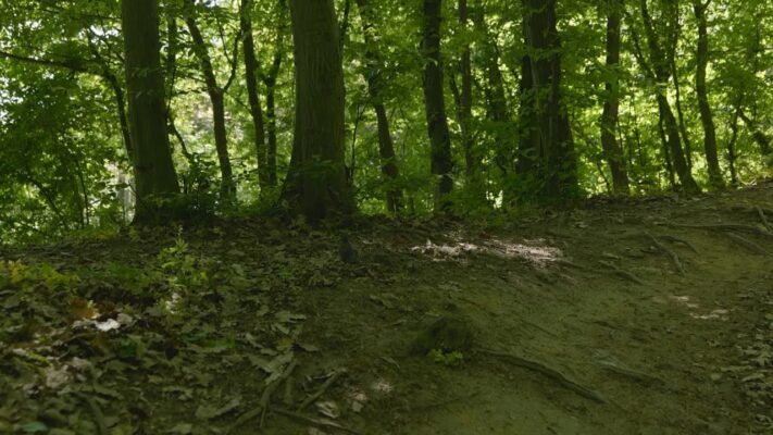 Fenntartható erdőgazdálkodás