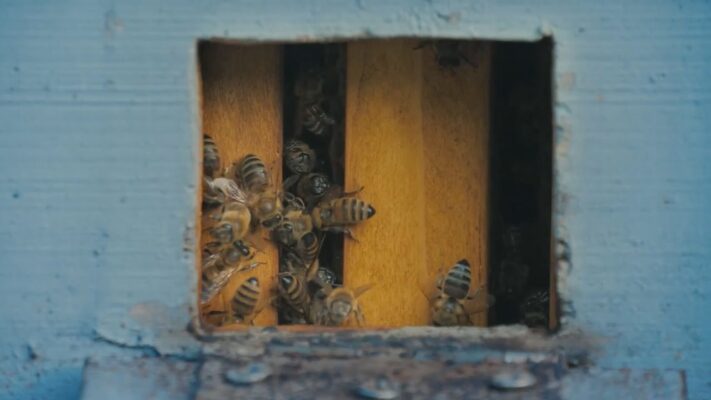 Központban a méhek
