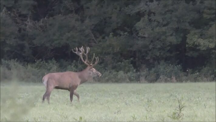 Nyár végén növekszik a vadgázolások száma