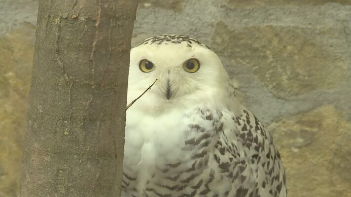 Természet-közeli élmények