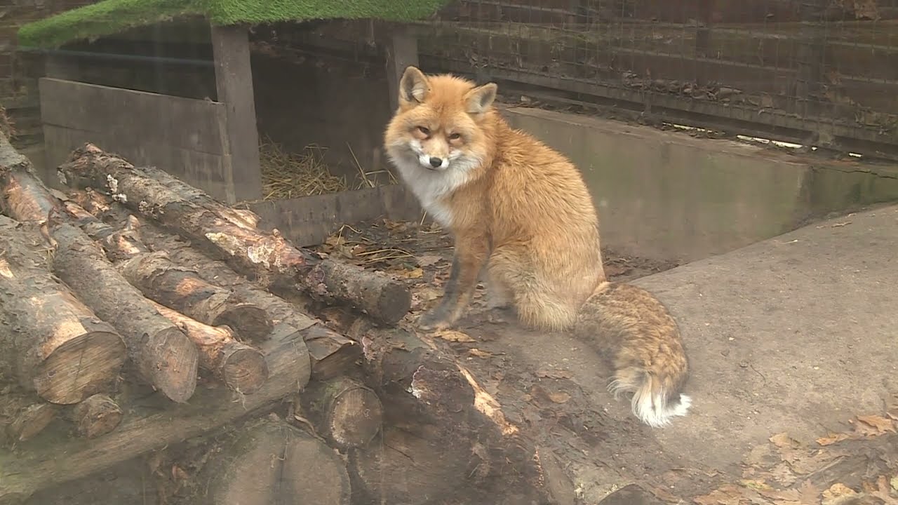 Rókák a városban