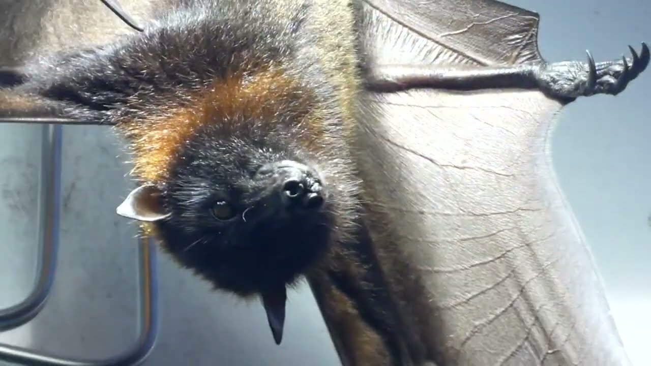 kulonleges programokkal keszul a