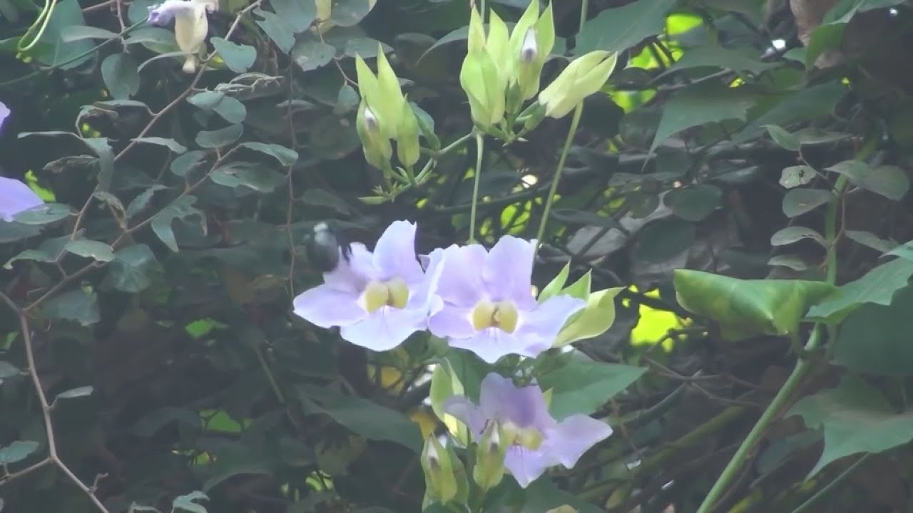 budai hirado 2023 januar 18