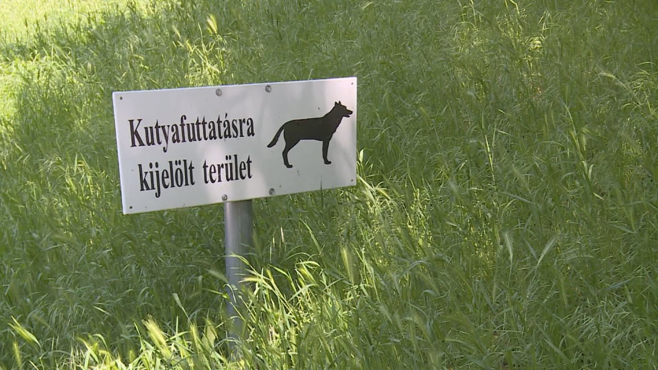 toklaszmezo a var labanal kijelo