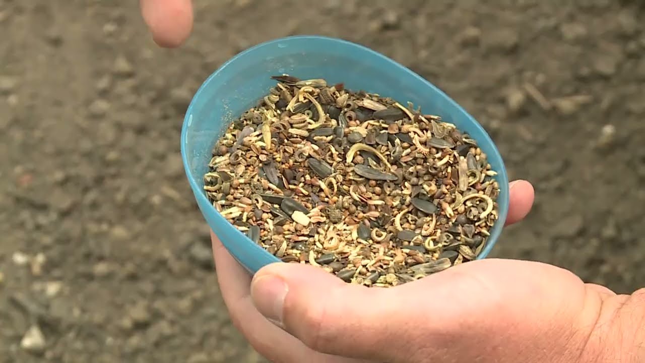 mehbaratok talalkaja mehsimogata