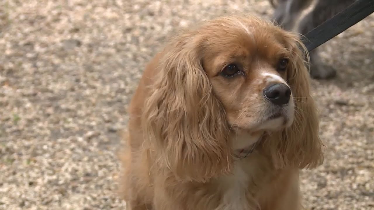 vadorzo varosi kutyatartas