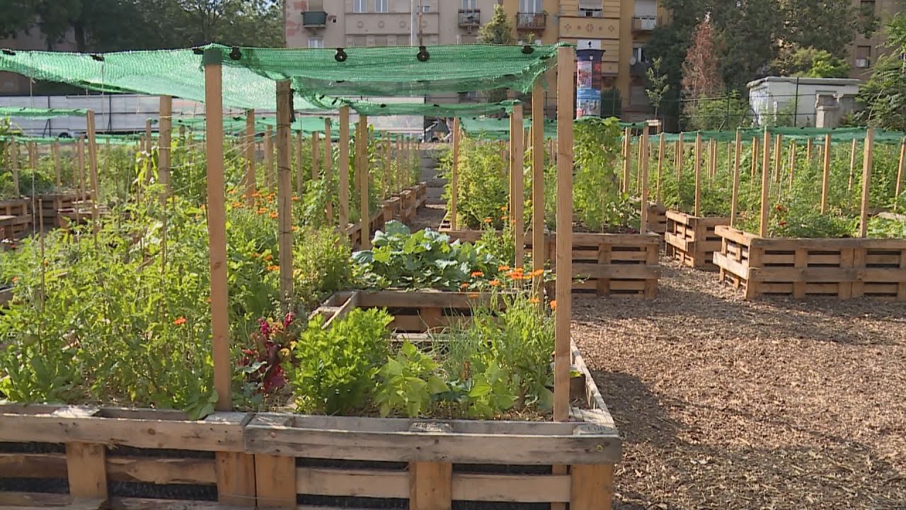 budai hirado 2023 julius 13