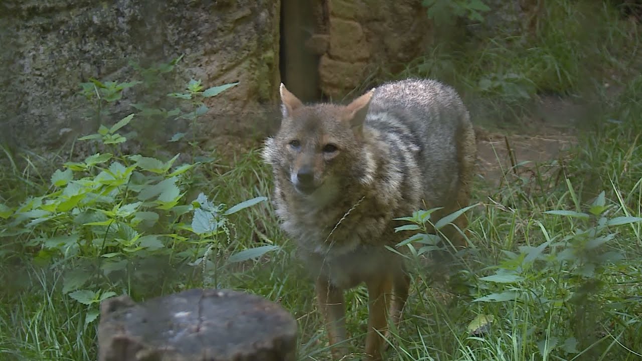 allatkertek ejszakaja