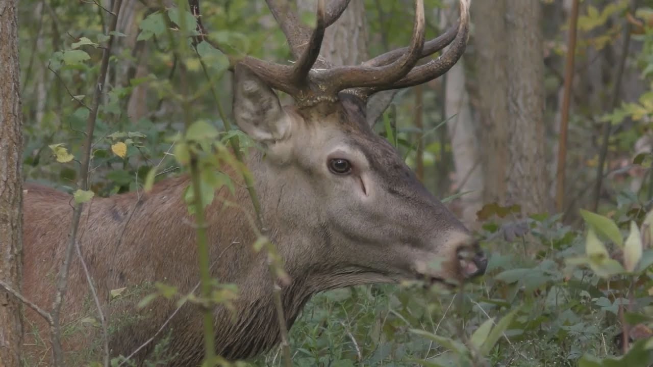 budai hirado 2023 szeptember 22