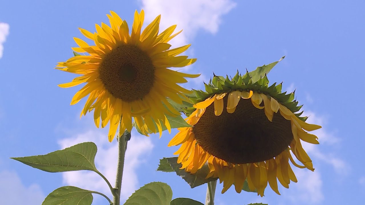 budai hirado 2023 szeptember 4