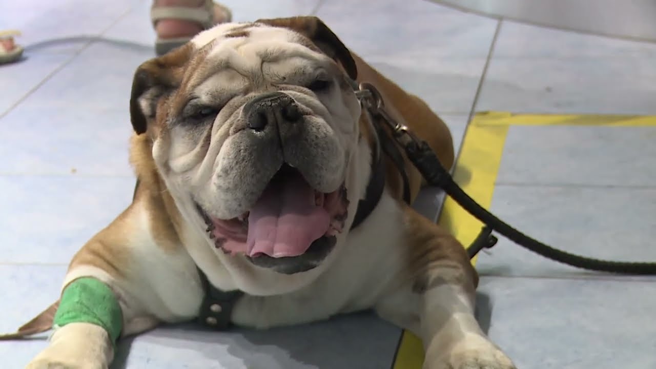 kobor ebek az illatos uti telepe